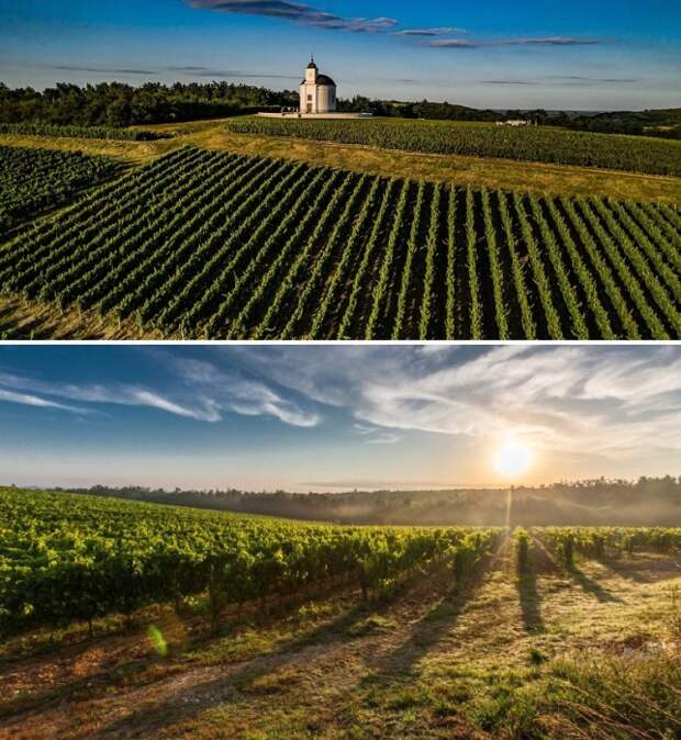 Виноградники Tokaj-Hegyalja высажены на длинном узком участке земли размером 90 км на 4 км (Венгрия). Виноградники Tokaj-Hegyalja высажены на длинном узком участке земли размером 90 км на 4 км (Венгрия).