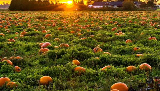 TikToker Stuns Millions With Little Known Secret About Pumpkin Patches