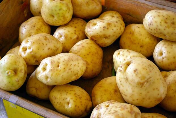 Опасных червей-вредителей обнаружили на картофеле в Нижегородской области