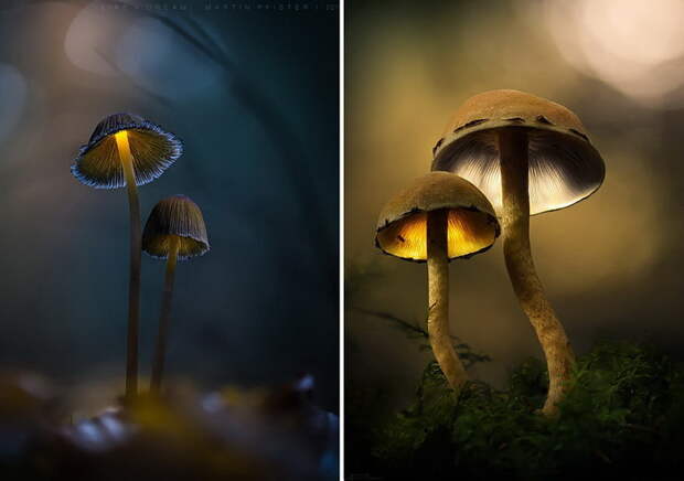 Грибы в фотографиях Martin Pfister Грибы в фотографиях Martin Pfister