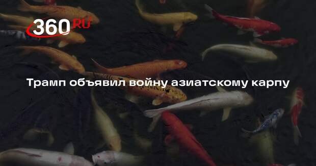 Трамп запустил программу истребления азиатских карпов в Великих озерах Мичигана