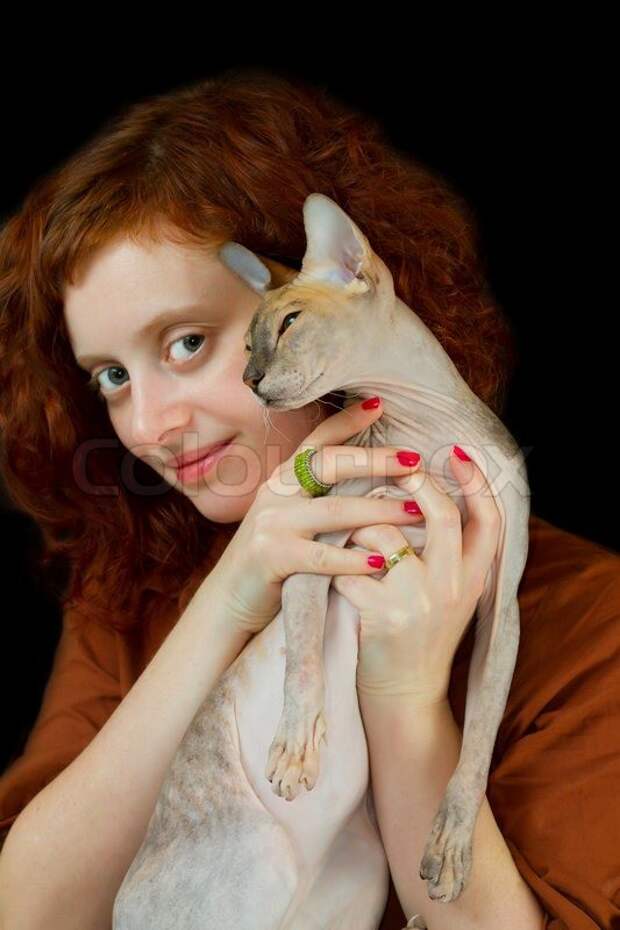 7.  коты, сфинксы