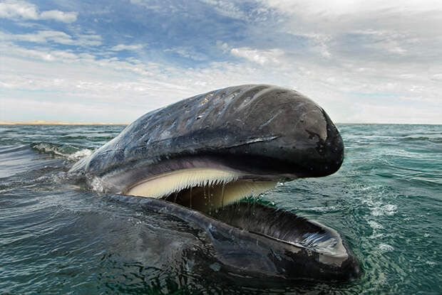 Фотограф потратил 25 лет на то, чтобы запечатлеть величественную красоту китов и дельфинов