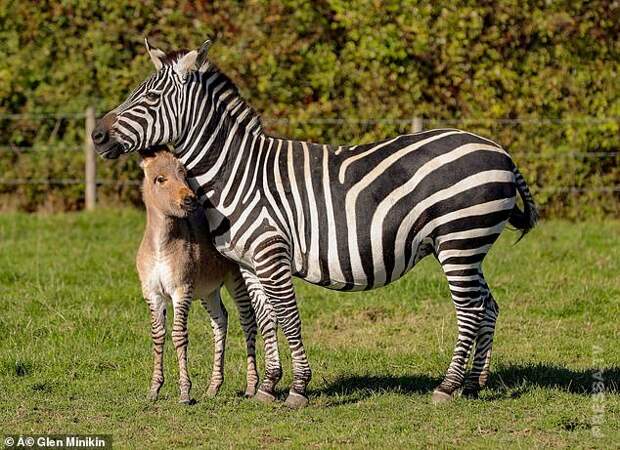 Редкий детеныш папы-осла и мамы-зебры