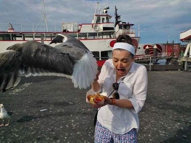чайка ворует