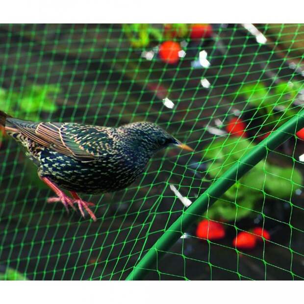 Чтобы птицы клубнику не клевали: два эффективных способа защиты зрелых ягод от нашествия птиц