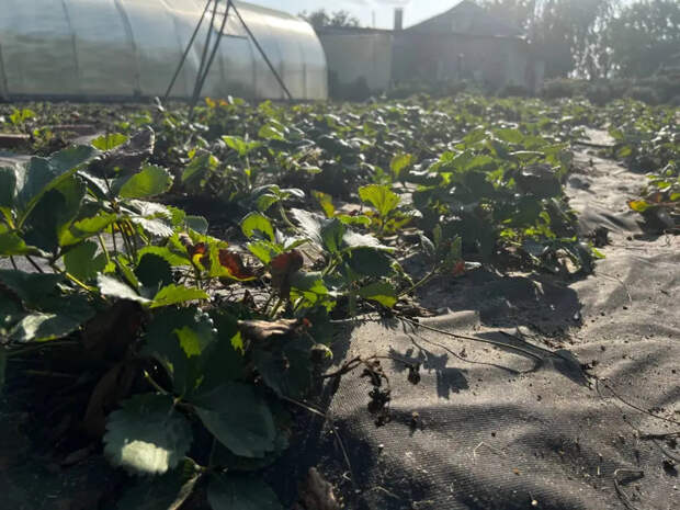 Пачка обычной крупы вместо химии: 3 способа подкормить клубнику весной — ягоды сладкие и по 4 кг с куста