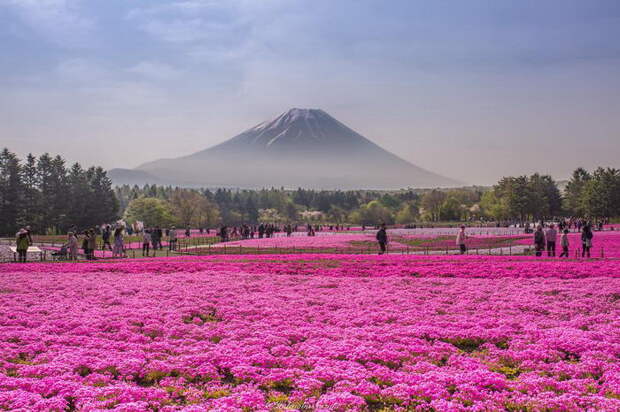 Цветущие поля в Японии: фото Hidenobu Suzuki Цветущие поля в Японии: фото Hidenobu Suzuki