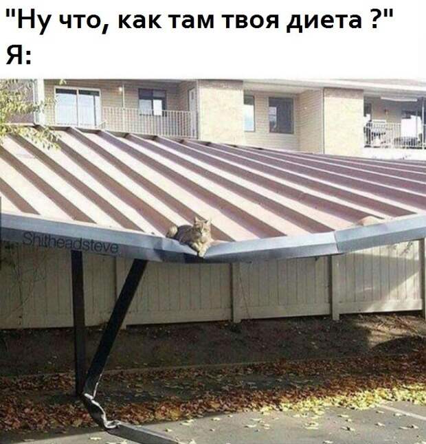 Они попыталась сесть на диету, но диета погнулась Они попыталась сесть на диету, но диета погнулась диета, как похудеть, прикол, юмор