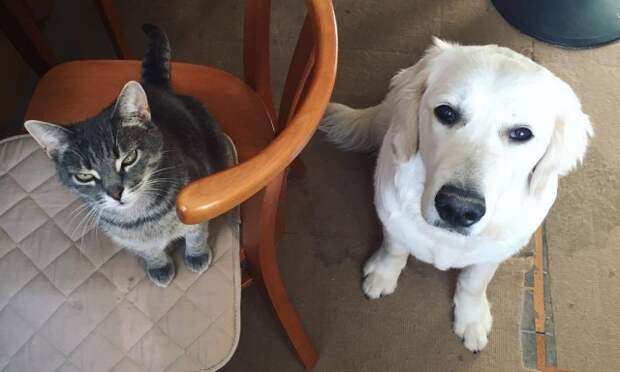 Собачье дело животные, коты, собака