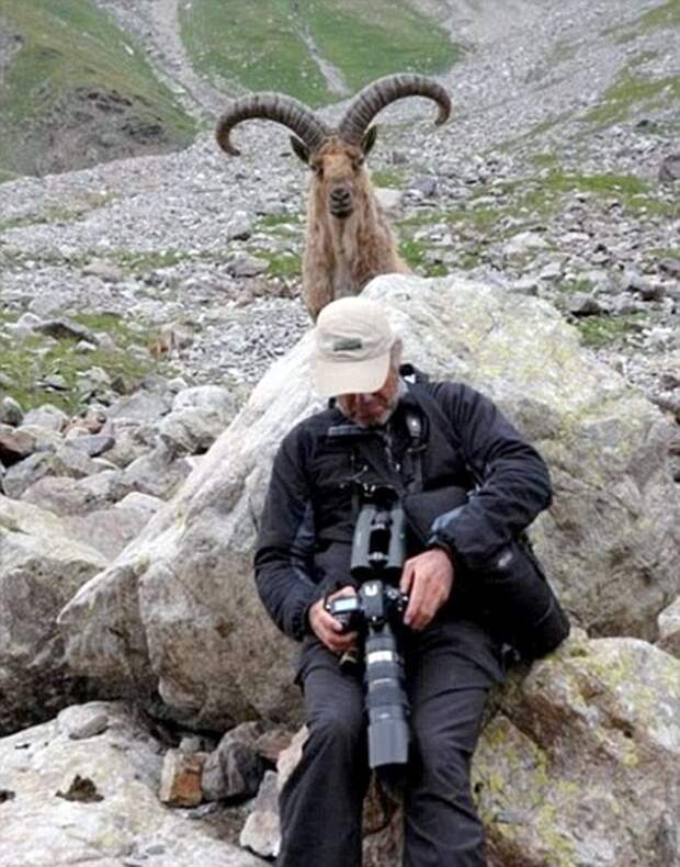 Забавнейшие фотографии животных, которые неожиданно вклинились в селфи