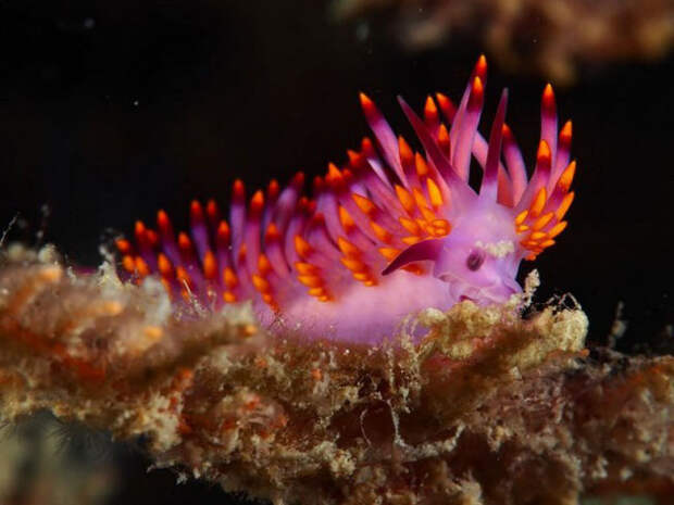 Dandys in the frame - photo of marine mollusks