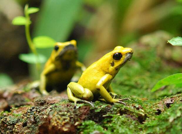 golden-poision-dart-frog4-768x567