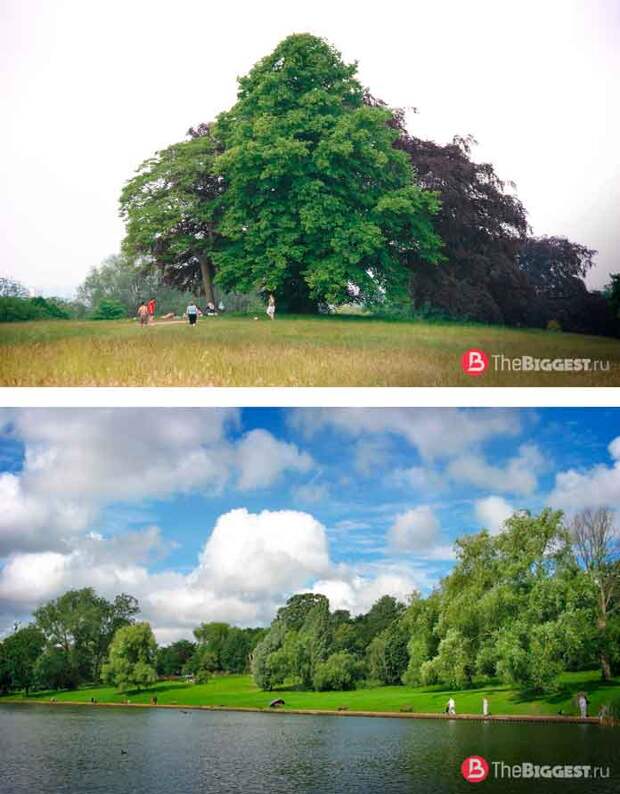 Красивые парки Лондона: Hampstead Heath