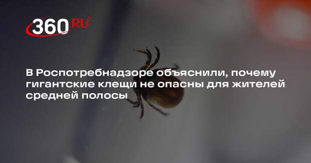 Роспотребнадзор: гигантские клещи не приживутся в средней полосе