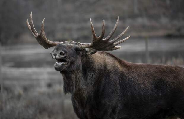 moose-602659_1920 alt