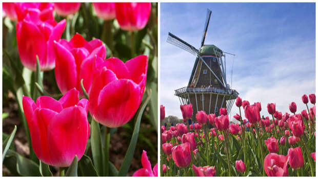 Слева в Саду, справа Голландия &amp;ndash; страна тюльпанов, сыра и ветряных мельниц, фото www.liveinternet.ru