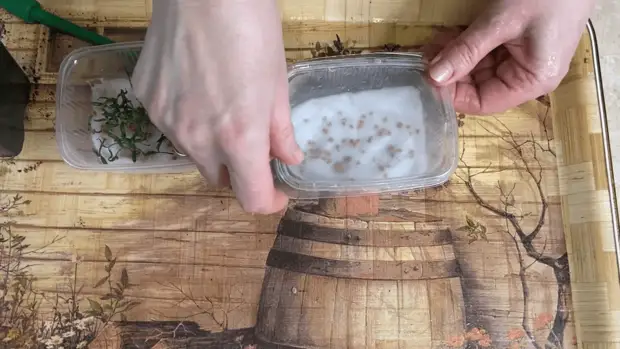 Легкий способ посева томатов, дающий отличный результат