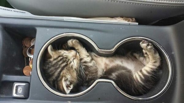 Котейки, уснувшие в самых странных позах