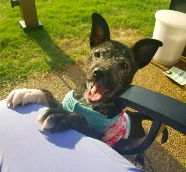 http://goodnewsanimal.ru/_nw/70/31176143.jpg