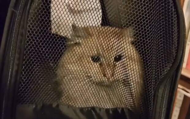 Двухнедельная операция по спасению: кота вызволили из дымохода на улице Чайковского