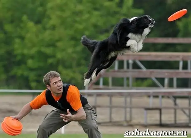 Фрисби для собак. Что это такое, виды и цена тарелки фрисби