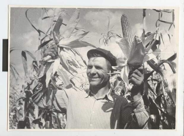 Уборка кукурузы. Комбайнер В. Я. Первицкий. Виктор Темин, 1960 - 1963 год, Краснодарский край, МАММ/МДФ.