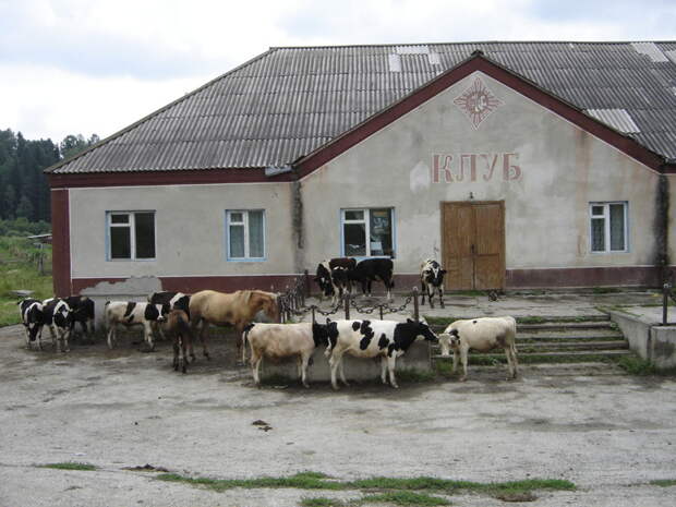 Тёлочки знают, куда идти) деревня, дискотека, клуб, прикол, село