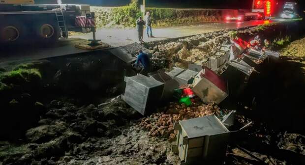 Тысячи крабов сбежали из перевернувшегося грузовика