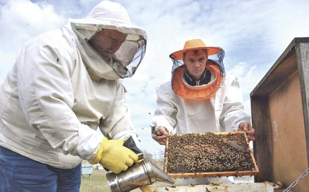 Нехватка молодых специалистов и сложность маркировки ульев: проблемы крымского пчеловодства