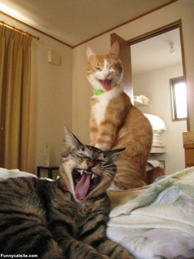 Самые смешные фото кошек и котят (62 фото)