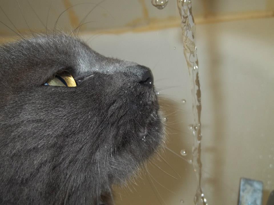 Женщина не знала, куда каждый день пропадает ее кот, пока однажды не заметила записку в его ошейнике