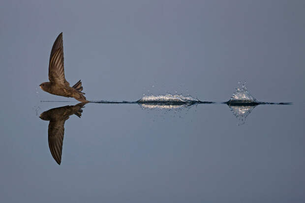 Призеры лондонского конкурса дикой природы Wildlife Photographer of the Year 2019