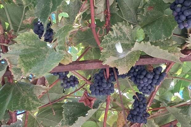 Эксперт объяснил, как Париж и Варшава добились рекордного экспорта вина в Россию