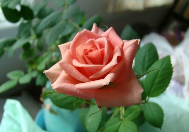 Сорт «Буш Бэби»