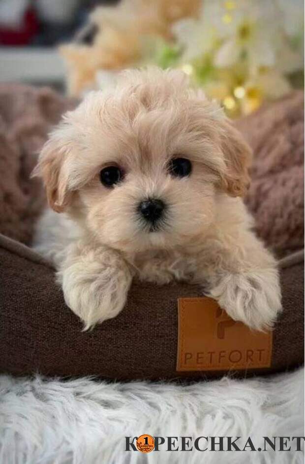 Щенки Мальтипу F1 девочки в Авдеевке - 18 000 руб