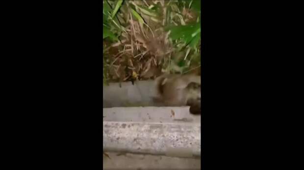 В Сингапуре мужчина вступил в схватку с питоном, чтобы спасти кота.      О...