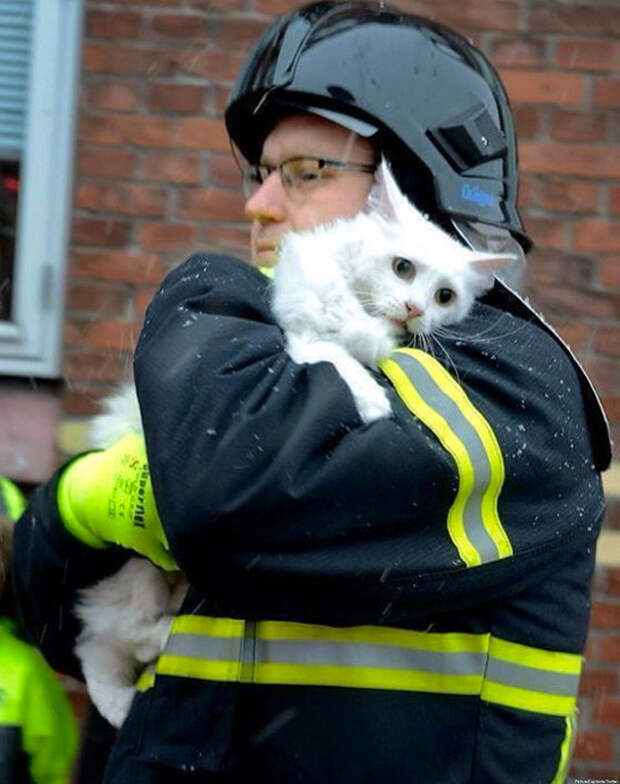 2. Пожарный в Дании спасает кошку из горящего дома животные, пожарные, пожары