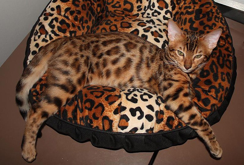 20 животных, которые маскируются как боги