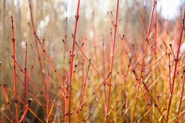 Кизил красный "Мидвинтер Фаер"(Cornus sanguinea 'Midwinter Fire')