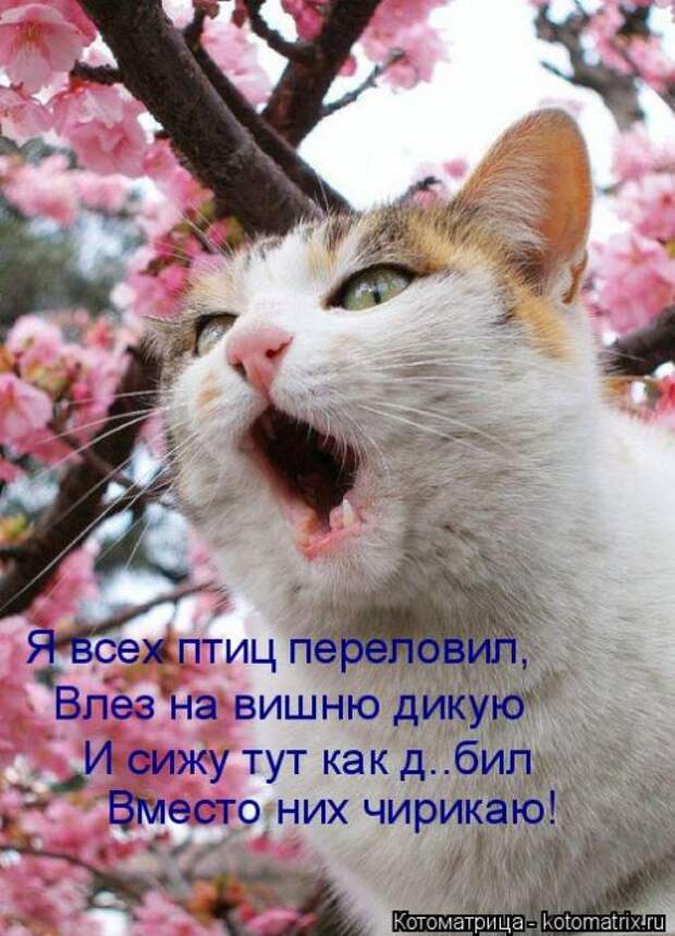 Новые котоматрицы для настроения (32 шт)