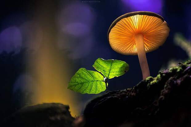 Грибы в фотографиях Martin Pfister Грибы в фотографиях Martin Pfister