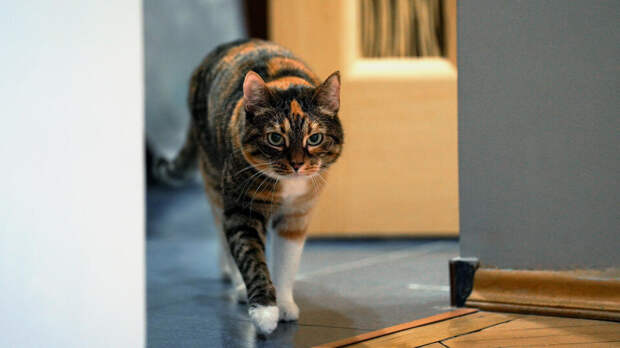 Кот спас лишившуюся миллионов хозяйку и помешал ей стать курьером мошенников