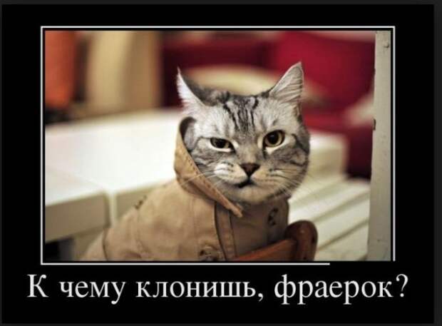 Демотиваторы