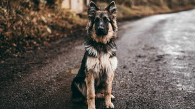 Неизвестное животное держит в страхе жителей алтайского поселка