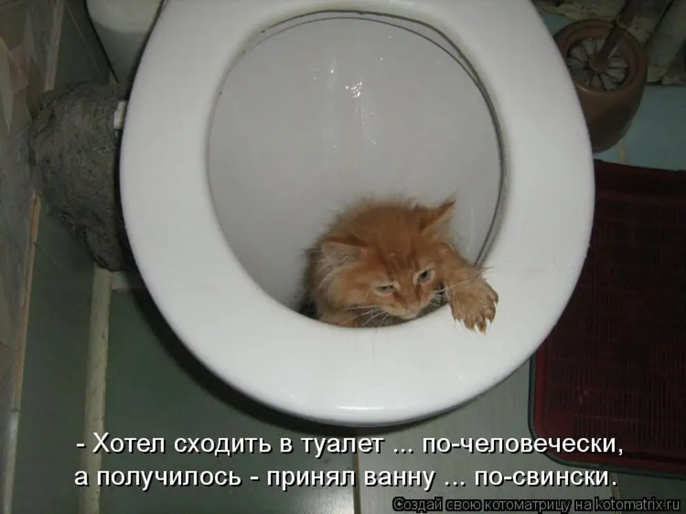 Хочется сходить. Рыжий котенок в унитазе. Котенок в туалете. Котенок хочет в туалет. Туалетный котенок.