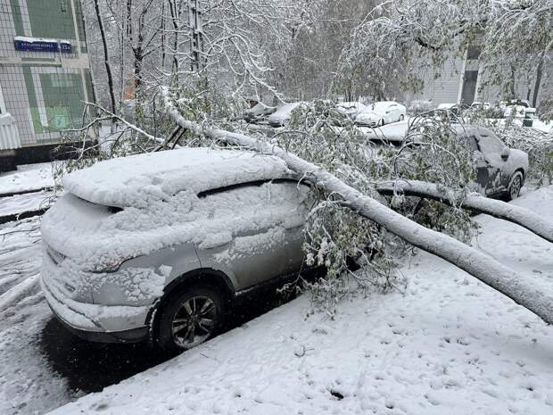 Россиянам рассказали о компенсации за рухнувшее на машину дерево