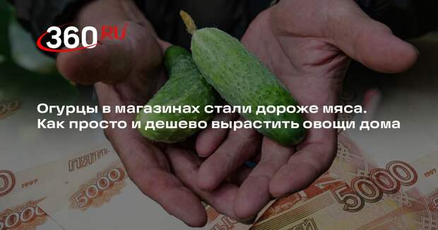 Агроном Тихонова: для выращивания огурцов дома нужны самоопыляющиеся сорта