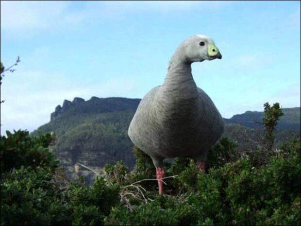 Показалось!