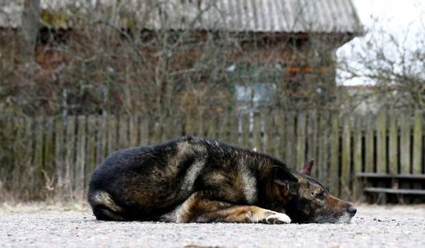 Жизнь в зоне отчуждения Чернобыльской АЭС (19 фото)